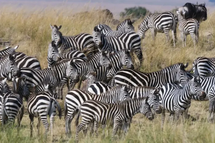 Framed Print : Grants zebras (Equus quagga boehmi) on the Mara River bank, Masai Mara, Kenya, East Africa Framed Print : Grants zebras (Equus quagga boehmi) on the Mara River bank, Masai Mara, Kenya, East Africa