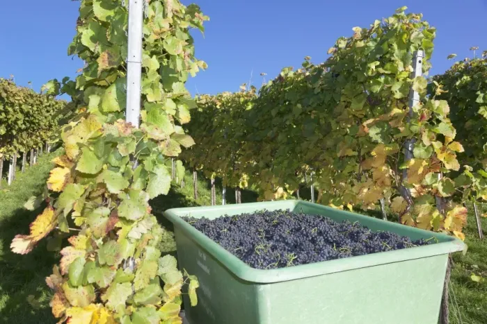 Framed Print : Grape harvest, Esslingen, Baden Wurttemberg, Germany, Europe Framed Print : Grape harvest, Esslingen, Baden Wurttemberg, Germany, Europe