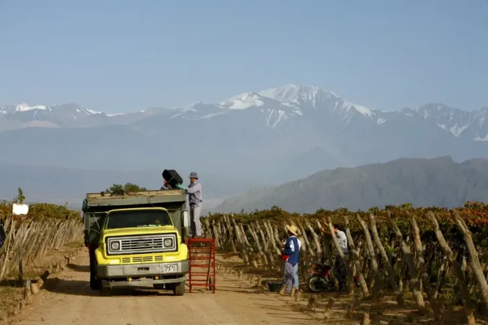 Framed Print : Grape harvest at a vineyard in Lujan de Cuyo with the Andes mountains in the background Framed Print : Grape harvest at a vineyard in Lujan de Cuyo with the Andes mountains in the background