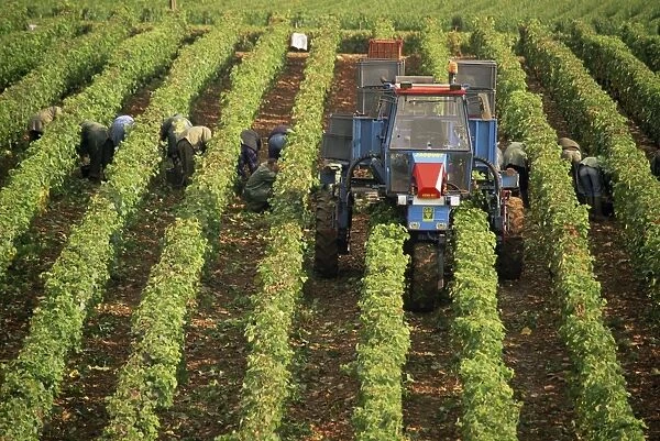 Grape harvest, vineyards near Macon, Burgundy (Bourgogne), France, Europe