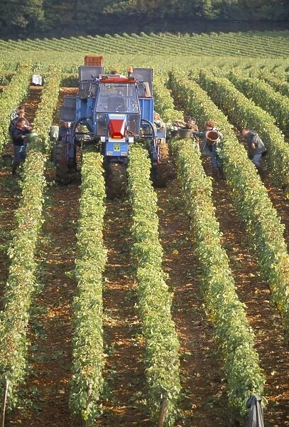 Grape harvest in vineyards, near Macon, Burgundy, France, Europe