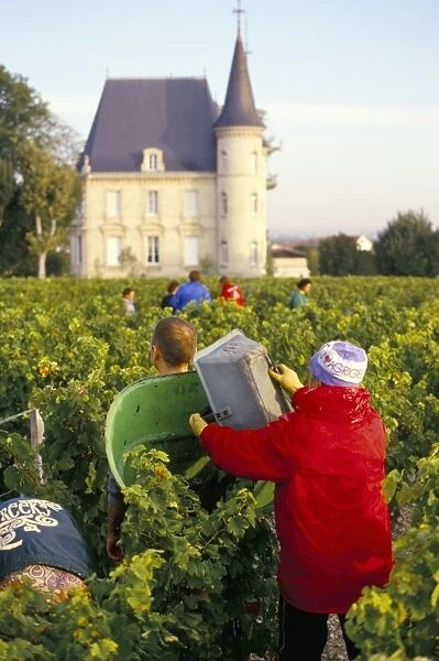 Grape harvesting, Chateau Pichon Longueville, Pauillac, Medoc, Aquitaine, France, Europe