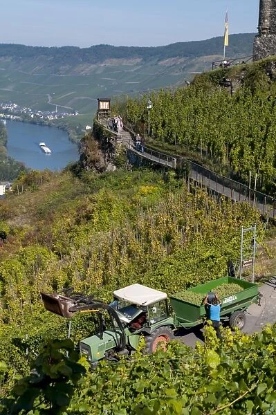 Grape harvesting overlooking Mosel valley at Bernkastel-Kues, Rhineland-Palatinate, Germany, Europe