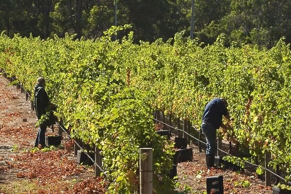 Grape pickers at a winery vineyard in the famous wine growing region of Margaret River