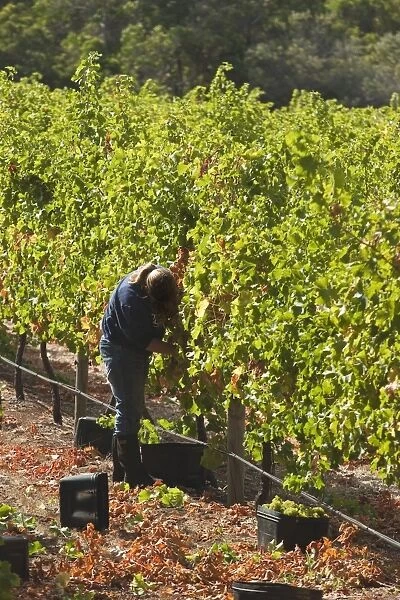 Grape pickers at a winery vineyard in the famous wine growing region of Margaret River