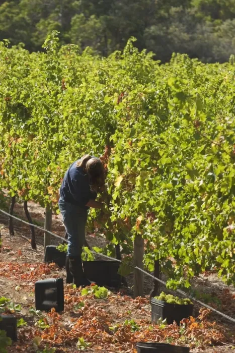 Framed Print : Grape pickers at a winery vineyard in the famous wine growing region of Margaret River Framed Print : Grape pickers at a winery vineyard in the famous wine growing region of Margaret River