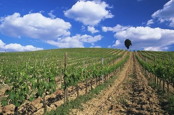 Grape vines on hillside beneath blue sky with white clouds