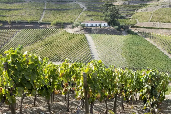 Framed Print : Grape vines ripening in the sun at a vineyard in the Alto Douro, Portugal, Europe Framed Print : Grape vines ripening in the sun at a vineyard in the Alto Douro, Portugal, Europe