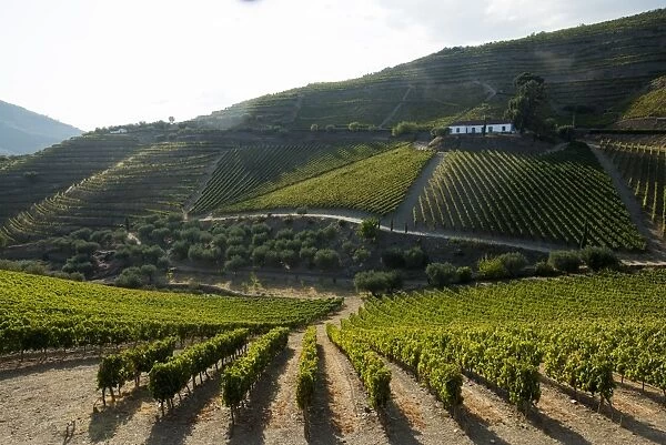 Grape vines ripening in the sun at a vineyard in the Alto Douro region, Portugal, Europe
