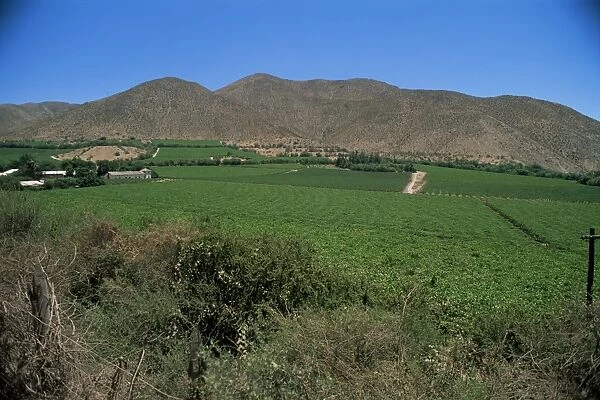 Grape vines in the Valle de Elqui, location of the largest producer of pisco
