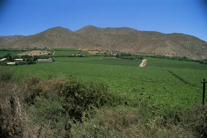 Framed Print : Grape vines in the Valle de Elqui, location of the largest producer of pisco Framed Print : Grape vines in the Valle de Elqui, location of the largest producer of pisco