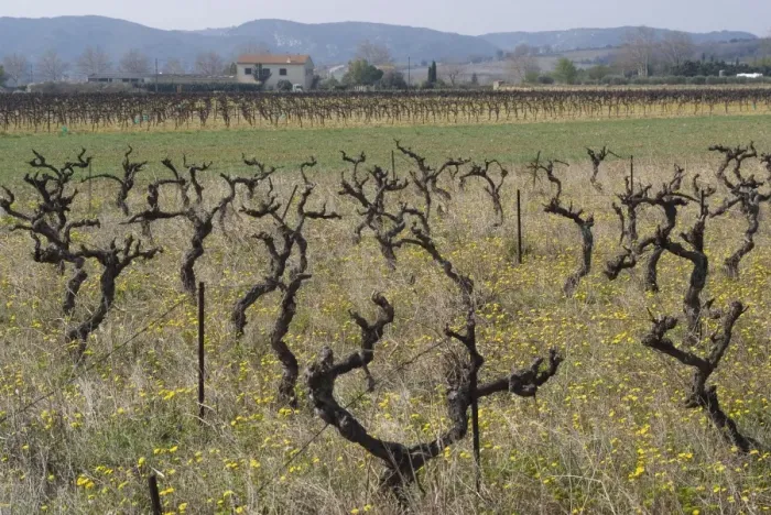 Framed Print : Grape vines, Vers, Languedoc, France, Europe Framed Print : Grape vines, Vers, Languedoc, France, Europe