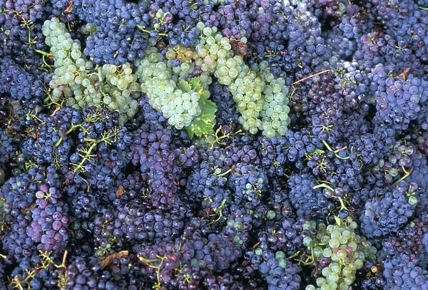 Grapes for Chianti wine