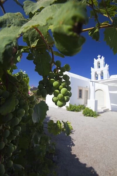 Grapes and church, Santorini, Cyclades, Greek Islands, Greece, Europe