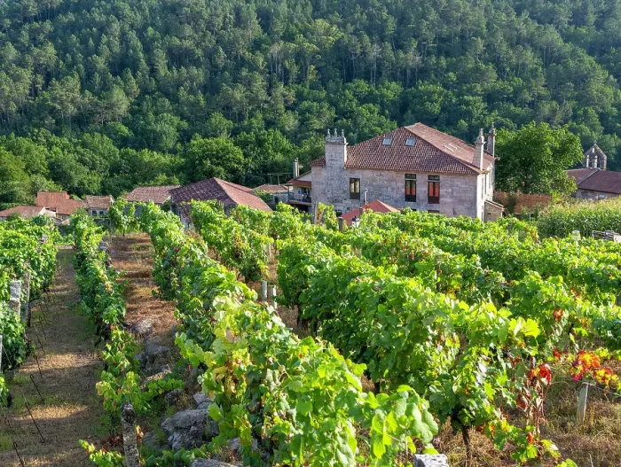 Framed Print : Grapes growing on grapevines, Ribeiro wine region, Pazos de Arenteiro, Boboras, Ourense province, Galicia, Spain, Europe Framed Print : Grapes growing on grapevines, Ribeiro wine region, Pazos de Arenteiro, Boboras, Ourense province, Galicia, Spain, Europe