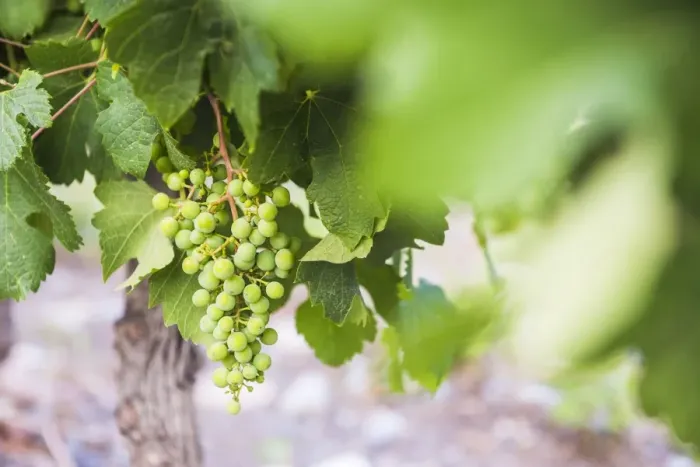 Framed Print : Grapes hanging on a vine at Bodega La Azul, a winery in Uco Valley (Valle de Uco) Framed Print : Grapes hanging on a vine at Bodega La Azul, a winery in Uco Valley (Valle de Uco)