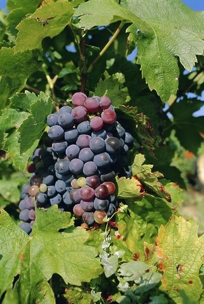 Grapes ripe for picking, Vaucluse Region, Provence, France, Europe