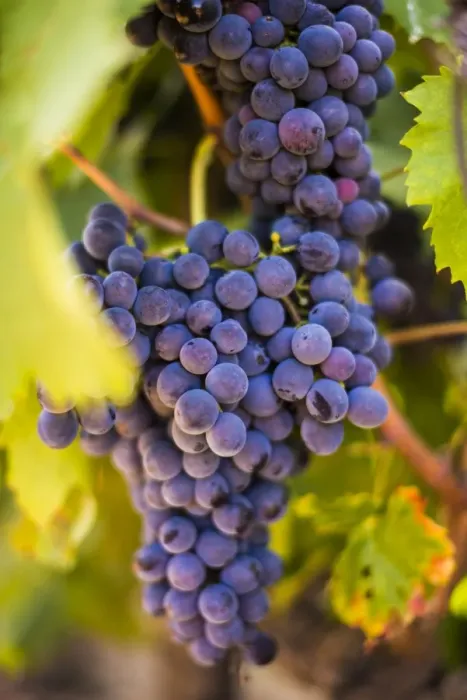 Framed Print : Grapes ripening in the sun at a vineyard in the Alto Douro region, Portugal, Europe Framed Print : Grapes ripening in the sun at a vineyard in the Alto Douro region, Portugal, Europe