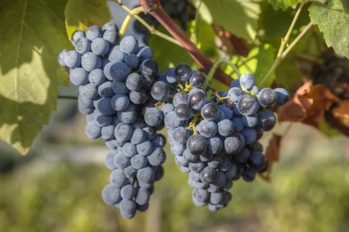 Framed Print : Grapes on vine, Alto Douro Wine Valley, UNESCO World Heritage Site, Portugal, Europe Framed Print : Grapes on vine, Alto Douro Wine Valley, UNESCO World Heritage Site, Portugal, Europe
