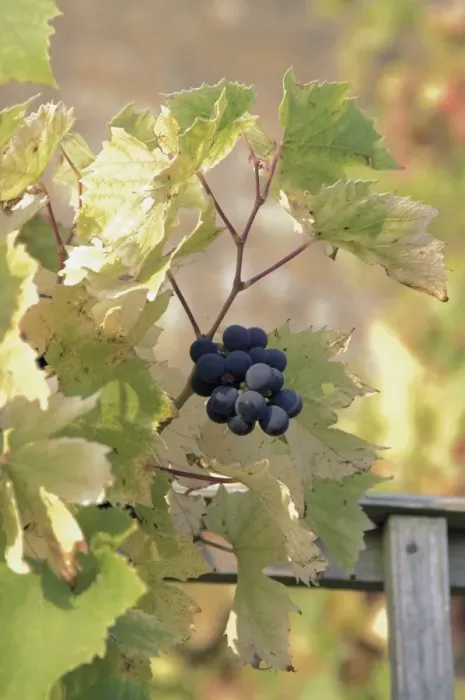 Framed Print : Grapes on vine, Stanway village, The Cotswolds, Gloucestershire, England