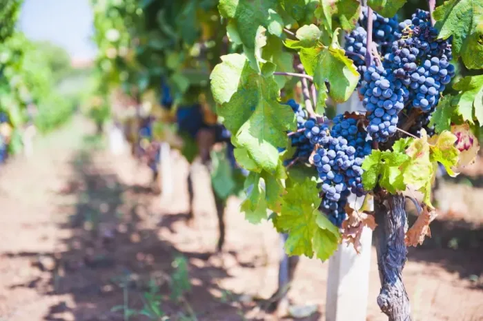 Framed Print : Grapes on a vine in a vineyard, Lumbarda, Korcula Island, Dalmatian Coast, Croatia, Europe Framed Print : Grapes on a vine in a vineyard, Lumbarda, Korcula Island, Dalmatian Coast, Croatia, Europe