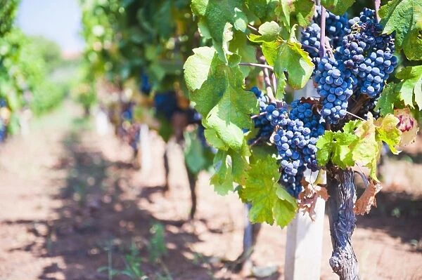 Grapes on a vine in a vineyard, Lumbarda, Korcula Island, Dalmatian Coast, Croatia, Europe