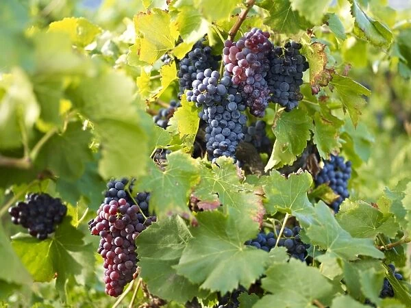 Grapes on vines, Languedoc Roussillon, France, Europe