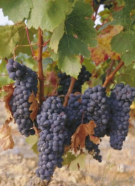 Grapes in vineyard near Logrono