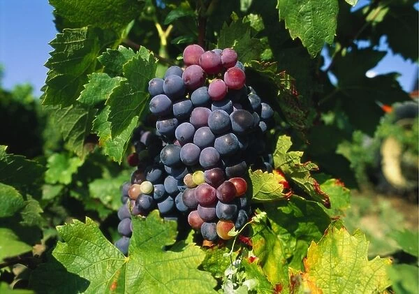 Grapevine, vineyard, France