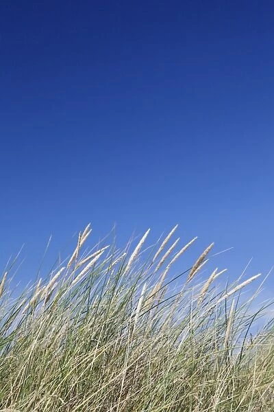 Grass and blue sky, Sylt Island, Schleswig Holstein, Germany, Europe
