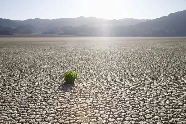 Grass in dried earth