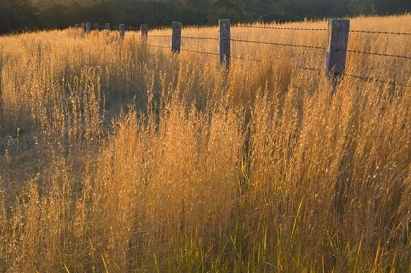 Grass and fence, Coolongolook, New South Wales, Australia, Pacific