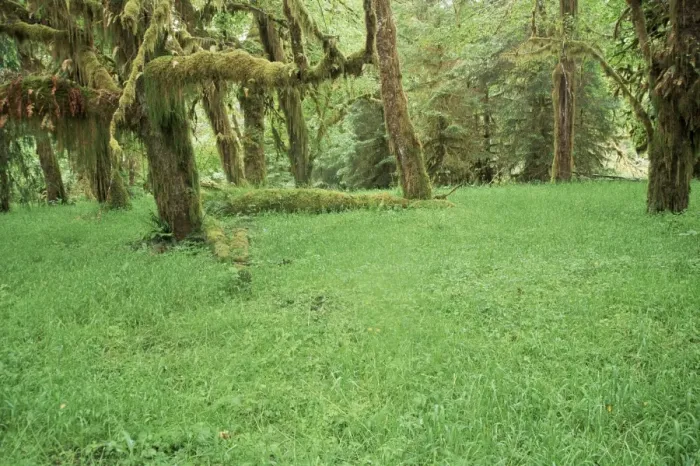 Framed Print : Grass and maple trees in temperate rain forest Framed Print : Grass and maple trees in temperate rain forest