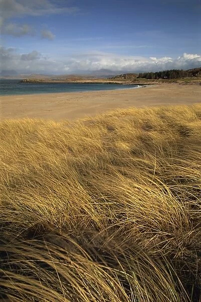 Grass and sand dunes on the coast