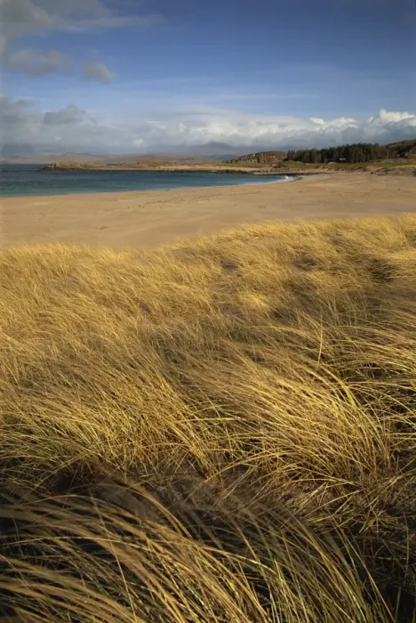 Framed Print : Grass and sand dunes on the coast Framed Print : Grass and sand dunes on the coast