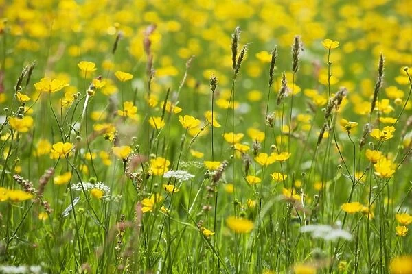 Grasses and flowers in a buttercup meadow at Muker, Swaledale, Yorkshire Dales, Yorkshire, England, United Kingdom, Europe