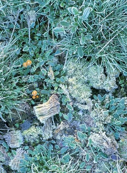 Grasses, mosses and fungi edged with frost, growing between heather plants on heathland