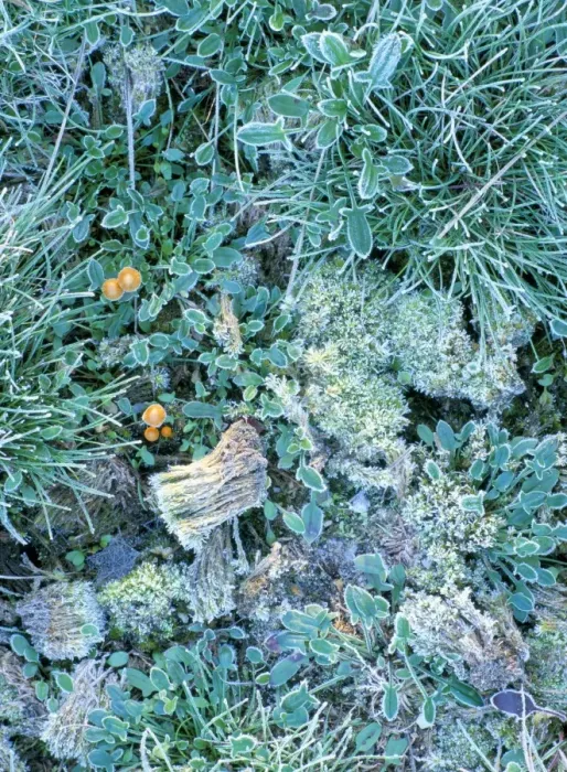 Framed Print : Grasses, mosses and fungi edged with frost, growing between heather plants on heathland Framed Print : Grasses, mosses and fungi edged with frost, growing between heather plants on heathland