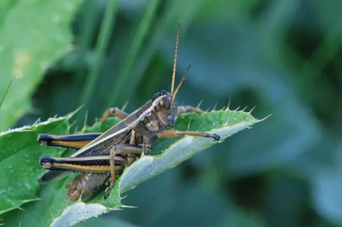 Framed Print : Grasshopper Framed Print : Grasshopper