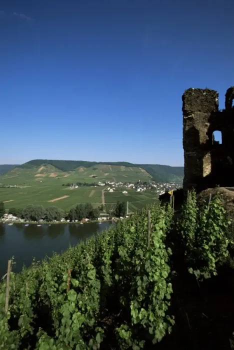 Framed Print : Gravenburg castle and vineyard above the River Mosel Framed Print : Gravenburg castle and vineyard above the River Mosel