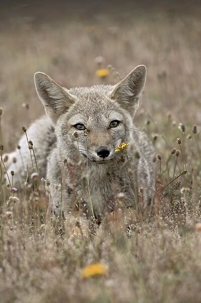 Gray fox (Patagonian fox) (Pseudalopex griseus), Torres del Paine, Chile, South America