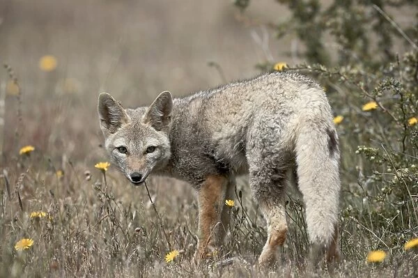 Gray fox (Patagonian fox) (Pseudalopex griseus), Torres del Paine, Chile, South America
