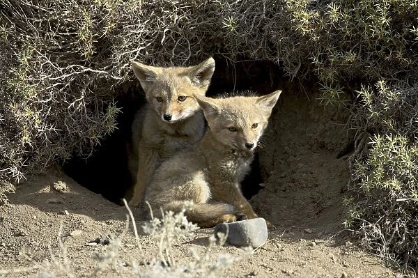 Two gray fox pups (Patagonian fox) (Pseudalopex griseus) at den entrance