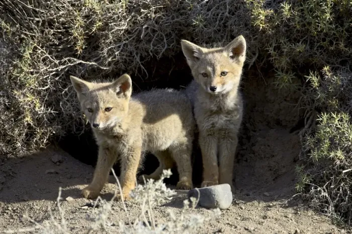 Framed Print : Two gray fox pups (Patagonian fox) (Pseudalopex griseus) at den entrance Framed Print : Two gray fox pups (Patagonian fox) (Pseudalopex griseus) at den entrance