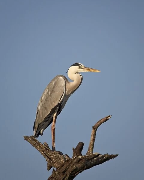 Gray Heron (Grey Heron) (Ardea cinerea), Kruger National Park, South Africa, Africa