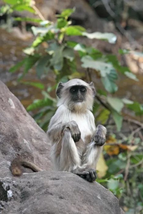 Framed Print : Gray langur (Hanuman langur) (Semnopithecus hector), Bandhavgarh National Park, Madhya Pradesh, India, Asia Framed Print : Gray langur (Hanuman langur) (Semnopithecus hector), Bandhavgarh National Park, Madhya Pradesh, India, Asia