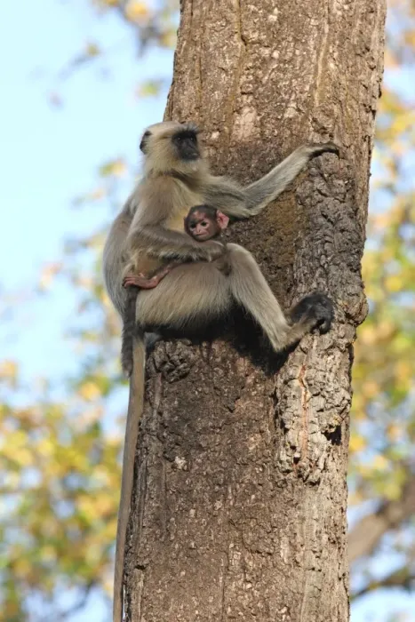 Framed Print : Gray langur (Hanuman langur) (Semnopithecus hector), Bandhavgarh National Park, Madhya Pradesh, India, Asia Framed Print : Gray langur (Hanuman langur) (Semnopithecus hector), Bandhavgarh National Park, Madhya Pradesh, India, Asia