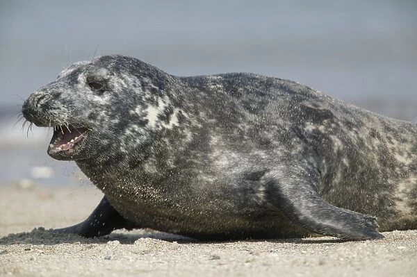 Gray seal (Halichoerus grypu)