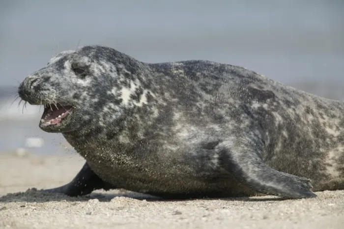Framed Print : Gray seal (Halichoerus grypu) Framed Print : Gray seal (Halichoerus grypu)