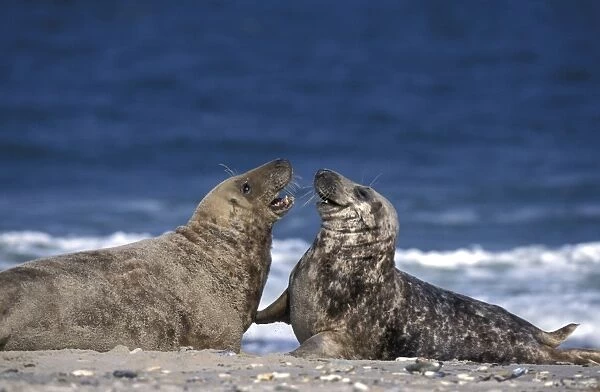 Gray Seal, (Halichoerus grypus)